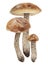 Wild mushrooms watercolor hand drawn botanical realistic illustration. Forest boletus isolated on white background. Great for