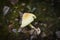 Wild mushrooms Yellow