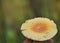 Wild mushrooms Yellow amanita virosa