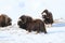 Wild Musk Ox in winter, mountains in Norway, Dovrefjell national park