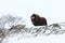 Wild Musk Ox in winter, mountains in Norway, Dovrefjell national park