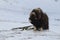 Wild Musk Ox in winter, mountains in Norway, Dovrefjell national park