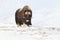 Wild Musk Ox in winter, mountains in Norway, Dovrefjell national park