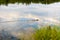 Wild muskrat ondatra swims in the lake in summer