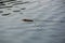 Wild muskrat swims in the water