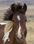 Wild Mustang colt horse windy uncombed mane hair