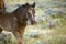 Wild Mustang foal Colt horse range sagebrush