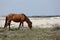 Wild mustang gazing in a grassy area in front of sandy dunes