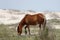 Wild mustang gazing in a grassy area in front of sandy dunes