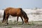 Wild mustang gazing in a grassy area in front of sandy dunes