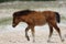 Wild mustang gazing in a grassy area in front of sandy dunes