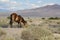 Wild Mustang Horse in Mojave Desert, Nevada