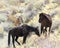 Wild mustang horses grazing on hillside  in Nevada