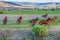 Wild Mustang horses running through a grassy meadow.