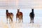 Wild Mustang Horses in the snow and ice.