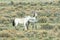 Wild Mustang Mare and Colt in the Colorado High Desert