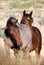 Wild mustang mare in Nevada desert followed by her stallion