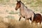 Wild mustang mare in Nevada desert followed by her stallion
