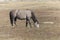 Wild Mustang in North Dakota