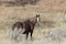 Wild Mustang in North Dakota