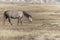 Wild Mustang in North Dakota