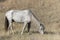 Wild Mustang in North Dakota