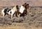 Wild mustang paint horse horses in McCullough Peaks