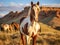 Wild mustang paint horse horses in McCullough Peaks