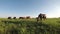Wild mustangs graze at sunset