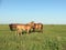 Wild mustangs grazing in the Flinthills