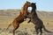 Wild Mustangs horse stallion fight fighting