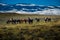 Wild Mustangs Horse Wyoming