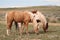 Wild Mustangs of McCollough Peak