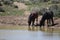 Wild Mustangs of McCollough Peak