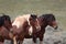 Wild Mustangs of McCullough Peaks