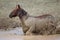 Wild Mustangs of McCullough Peaks