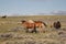 Wild Mustangs of McCullough Peaks