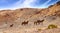 Wild Mustangs on Road