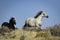 Wild Mustangs running on the Prairie in Wyoming