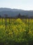 Wild Mustard blooming in Napa Valley California