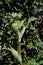 Wild mustard or field mustard, Sinapis arvensis, 1.