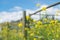 Wild mustard flowers blooming along a fence in summer