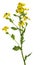Wild mustard flowers isolated on white