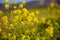 Wild Mustard Plants