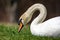 A wild mute swan on green grass