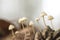 Wild mycena mushrooms growing on a pine cone