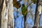 wild nanday parakeet (Aratinga nenday) perching in a tree