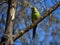 wild nanday parakeet (Aratinga nenday) perching in a tree