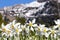 Wild narcissus flower narcissus poeticus with snow-capped Swiss Alps