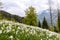 Wild narcissus flower narcissus poeticus at the Swiss Alps